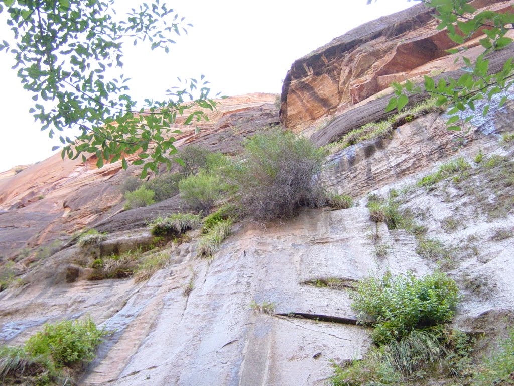 Zion Narrows canyon wall by Juli McIntosh