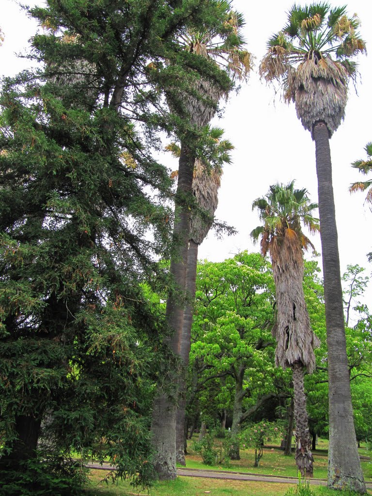 Jardim Botânico Tropical, Lisboa, Portugal by Margarida Bico