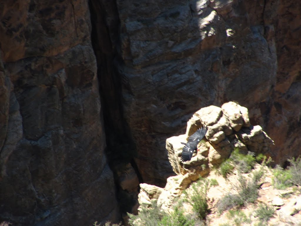 California Condor by natureguy42