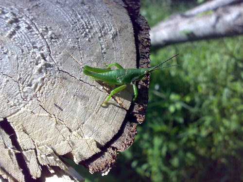 Grillo verde a punto de saltar. by Serafin Guerrero Ver…