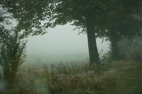 Eine schöne Stimmung im Frühnebel by Berni von der Lippe