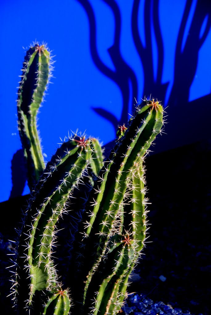 Cactus at Mesa Arts Center, Mesa, Arizona by Damon Tighe