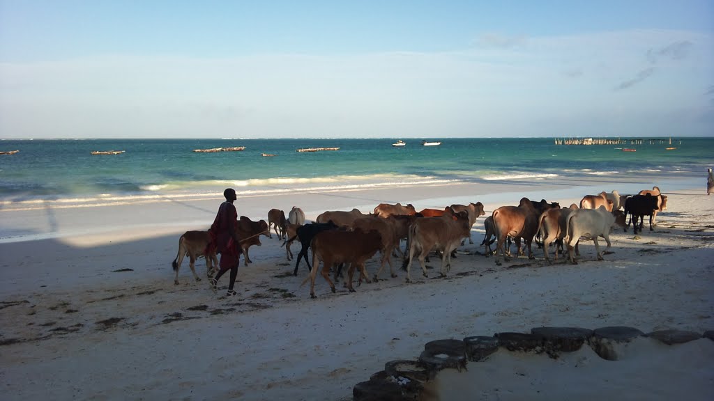 Massai et son troupeau, Kiwengwa, Zanzibar by michroute