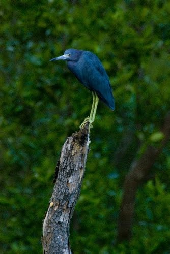 Sea Bird in Roatan by wnorton