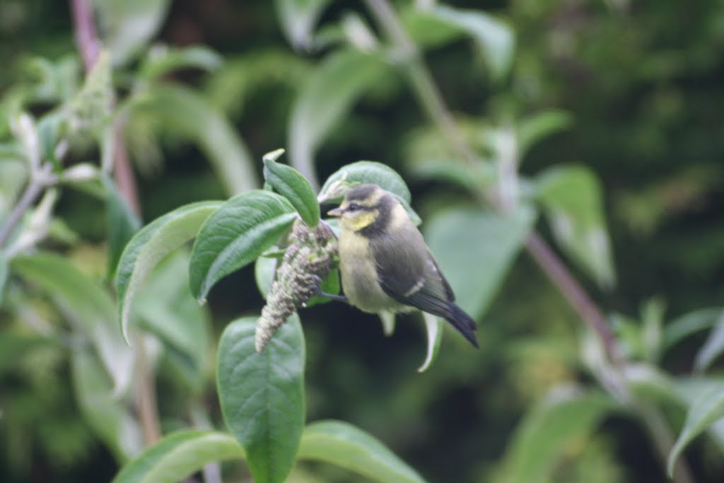 Blue tits on the budlea by Richard Simpson