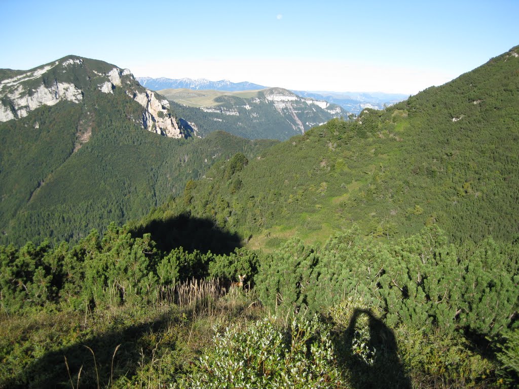 Capriola fra le mughe di passo tre croci by federico.visona