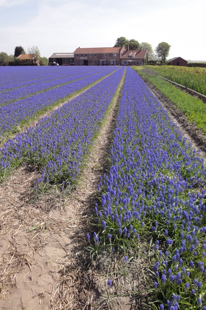 Blauwe druifjes nabij Bergen by Tjaart Molenkamp