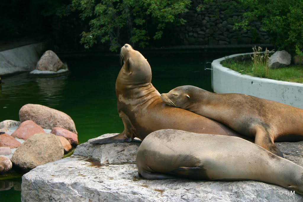 Please scratch my back?? Emmen zoo Californian sea lion. by Tjeert.Mensinga ©