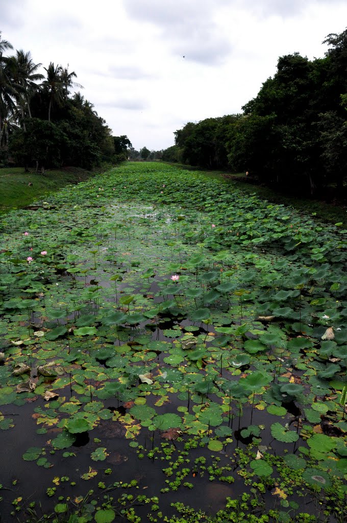 Lotus field, Beng Mealea, Siem Reap, Cambodia by StigBerge