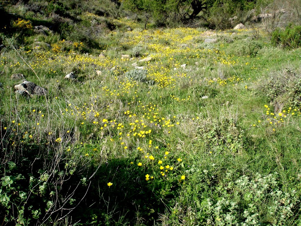 Verde y amarillo en La Cerrá de Tíjola by vivatijola