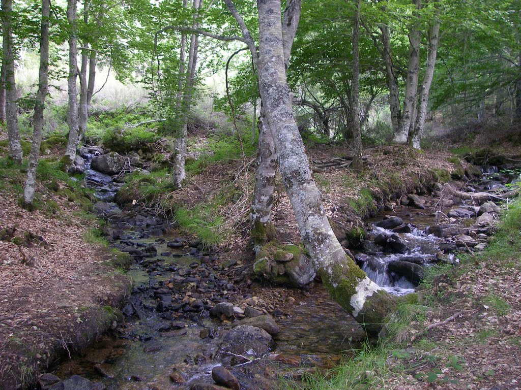 Río Piqueras y un arroyo by José Ramón Francia S…