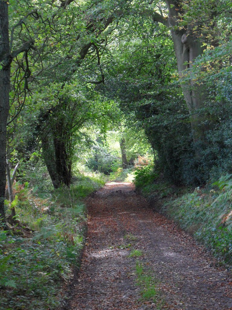 Leafy tunnel by MHCharlton