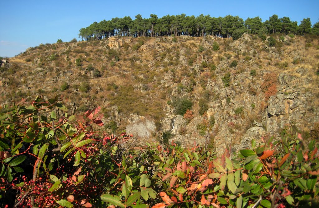 Sobre las cornicabras, una salguera no deja ver la boca del túnel del Merendal by benjamin M. M.