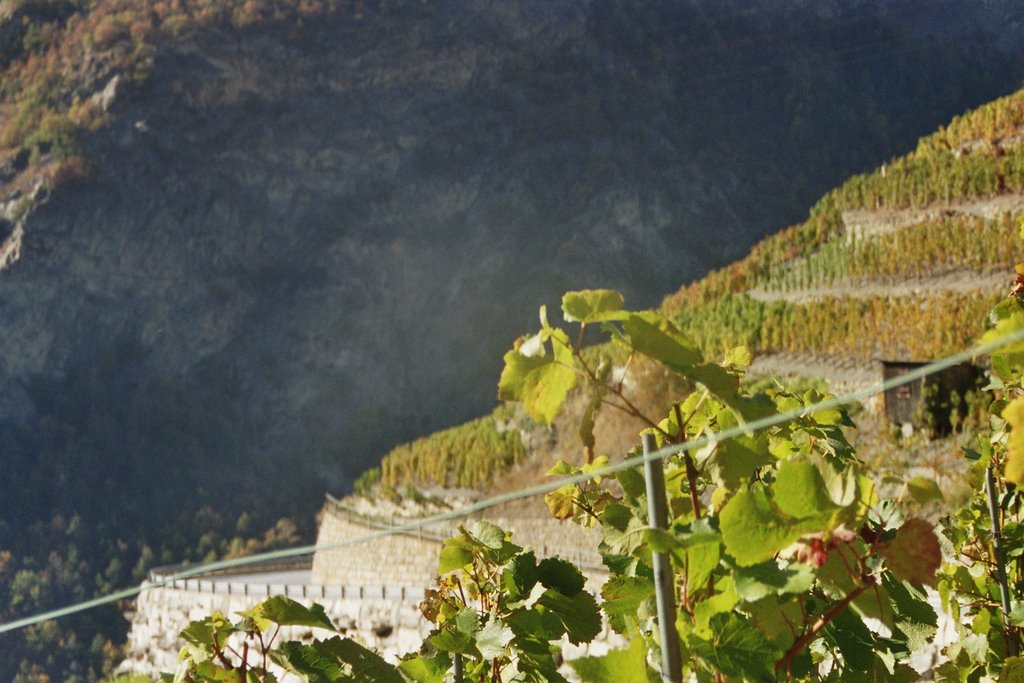 Wallis / Visperterminen / the highest vinyards in Europe by Alfred Mueller