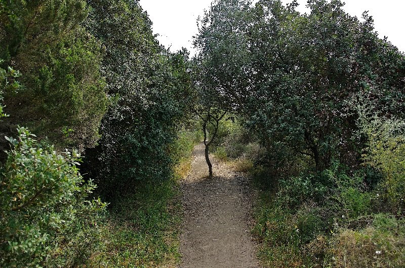 Chemin des douaniers by Jo Jacotey