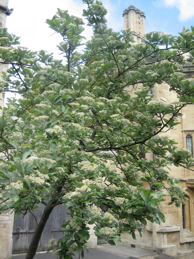 Oxford - Trees in front of Magdalen College by Jeremy Bourgouin