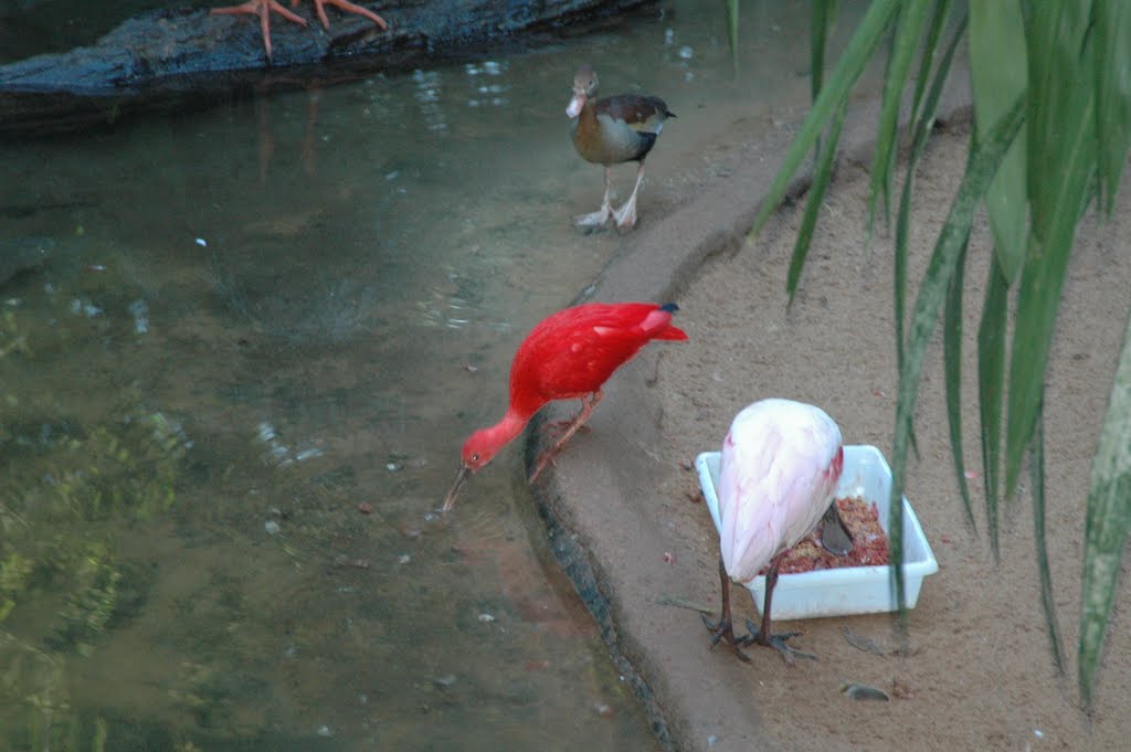 Foz Tropicana Parque de Aves by SANKARS