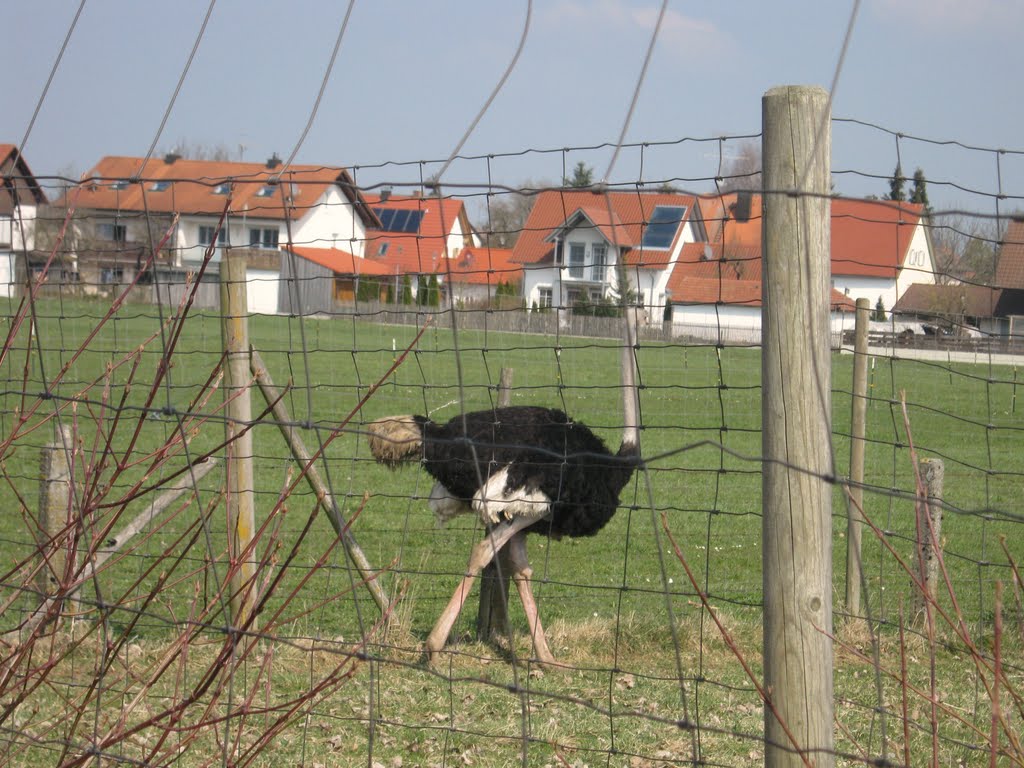 Strauß in Babenried by Christoph Rohde