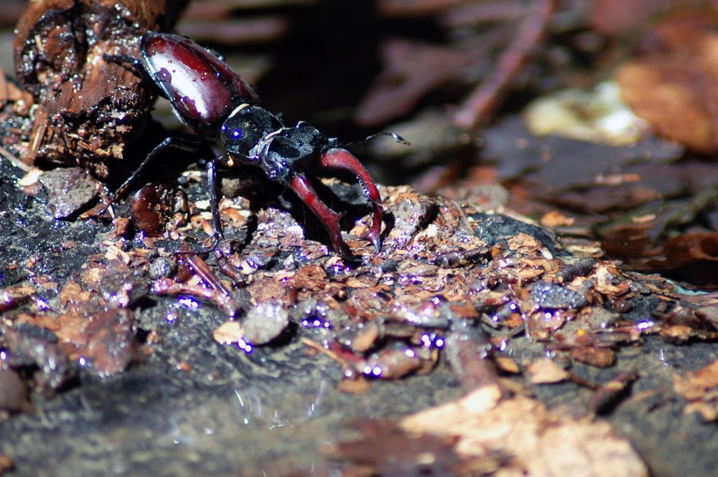 Stag-beetle by peter seprus