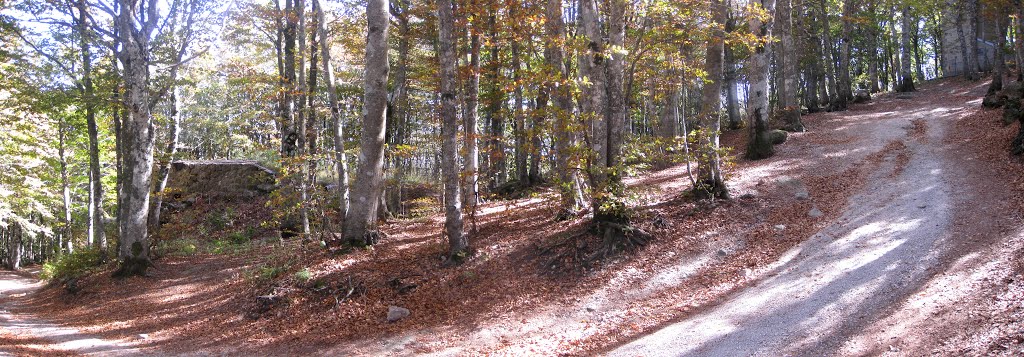 Forest of beech trees on Mount Amiata by cpnndr