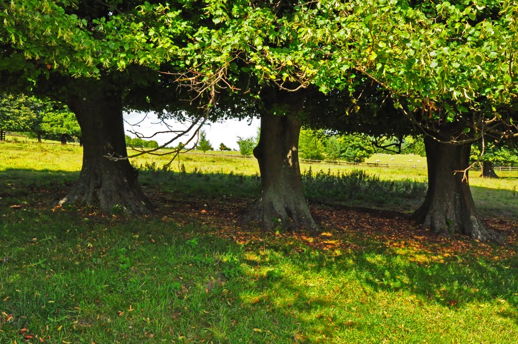 Park Land, Hughenden Manor by DAVID ROBINS