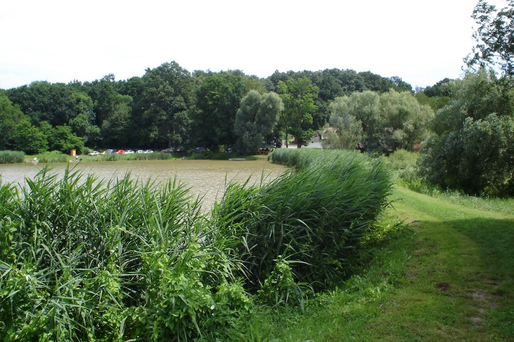 Tópart / Lakeside by József Peti