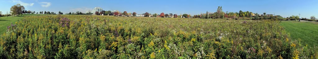 An Ocean of Flowers and Summer Weather in October for Thanksgiving. Ajax, ON, Canada by Auggie