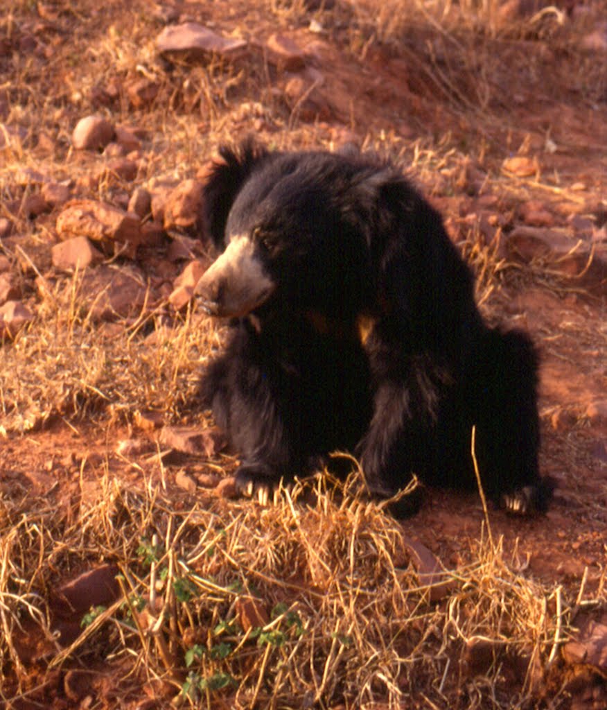 Sloth Bear by Jagdish Chandra