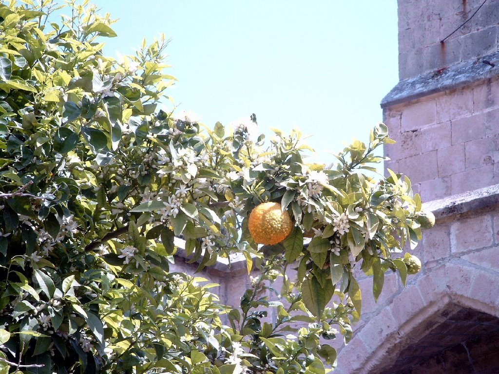 Mimosa in Bellapais by Harald Rücker