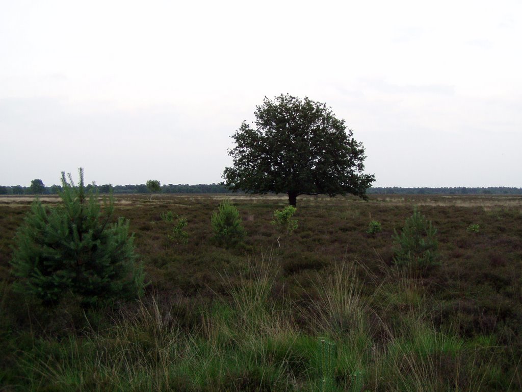 Staatsbossen grote heide by Huub Hendriks