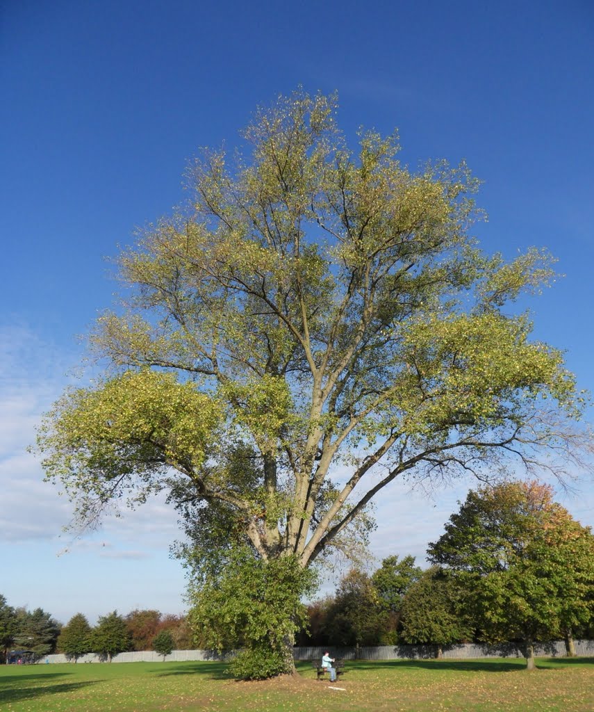 This fully mature Hybrid Poplar may be the tallest in the UK is 187years old centre of Northfield park Blaby by Bobsky.