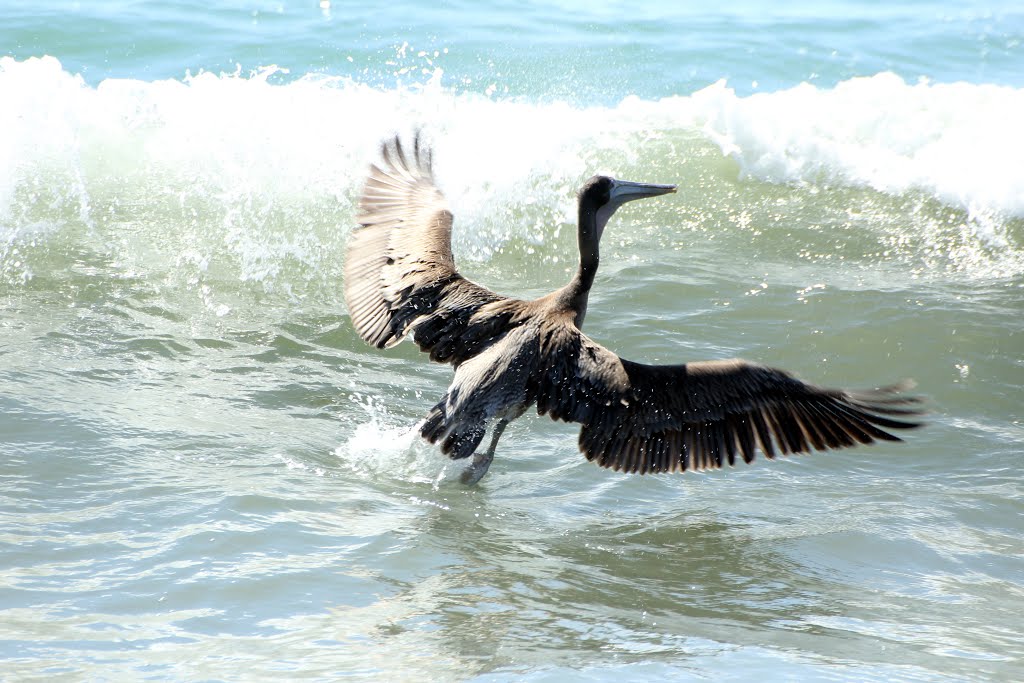 Santa monica pelican by saldayev