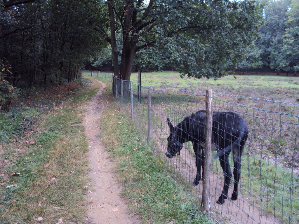 Kesselwandeling (oktober 2011) by Wandelen rond Leuven…