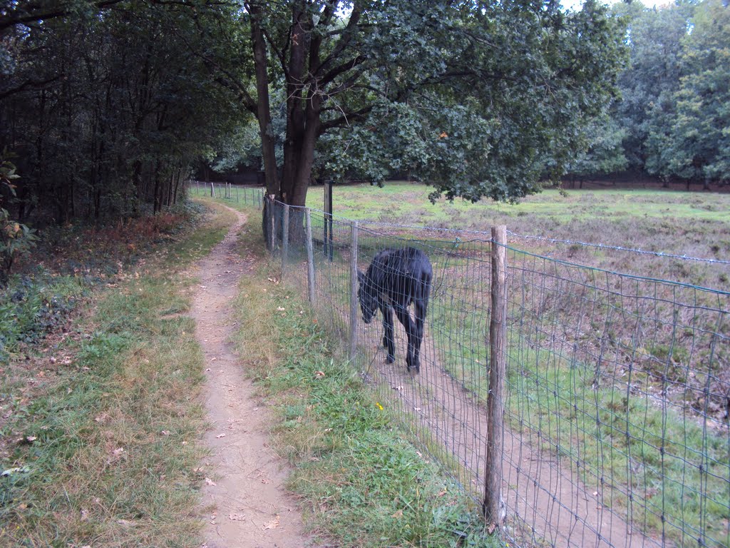 Kesselwandeling (oktober 2011) by Wandelen rond Leuven…