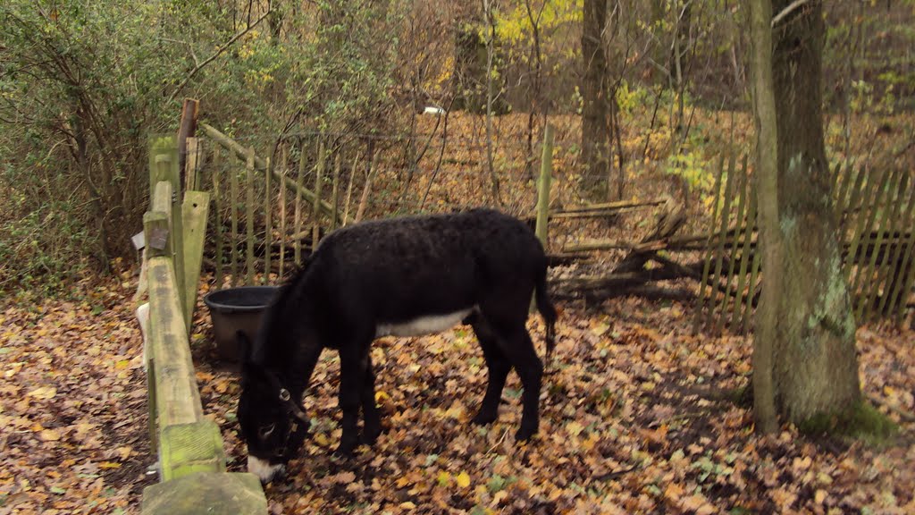 Kesselwandeling (oktober 2010) by Wandelen rond Leuven…