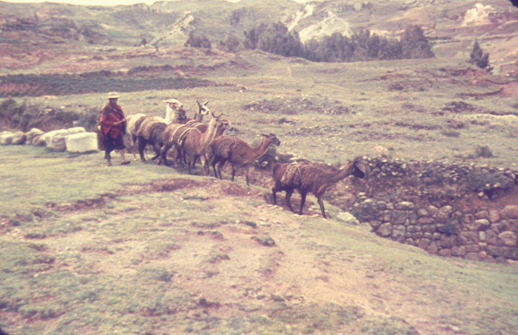 Peru, llamas by laura milani