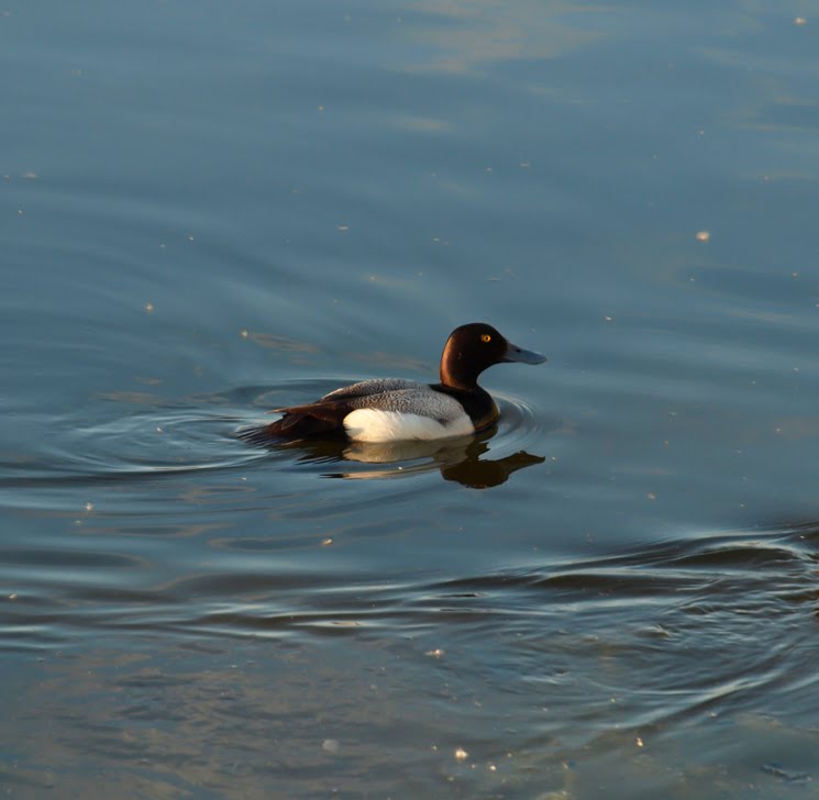 Lesser Scaup Duck male by Nikbrovnik