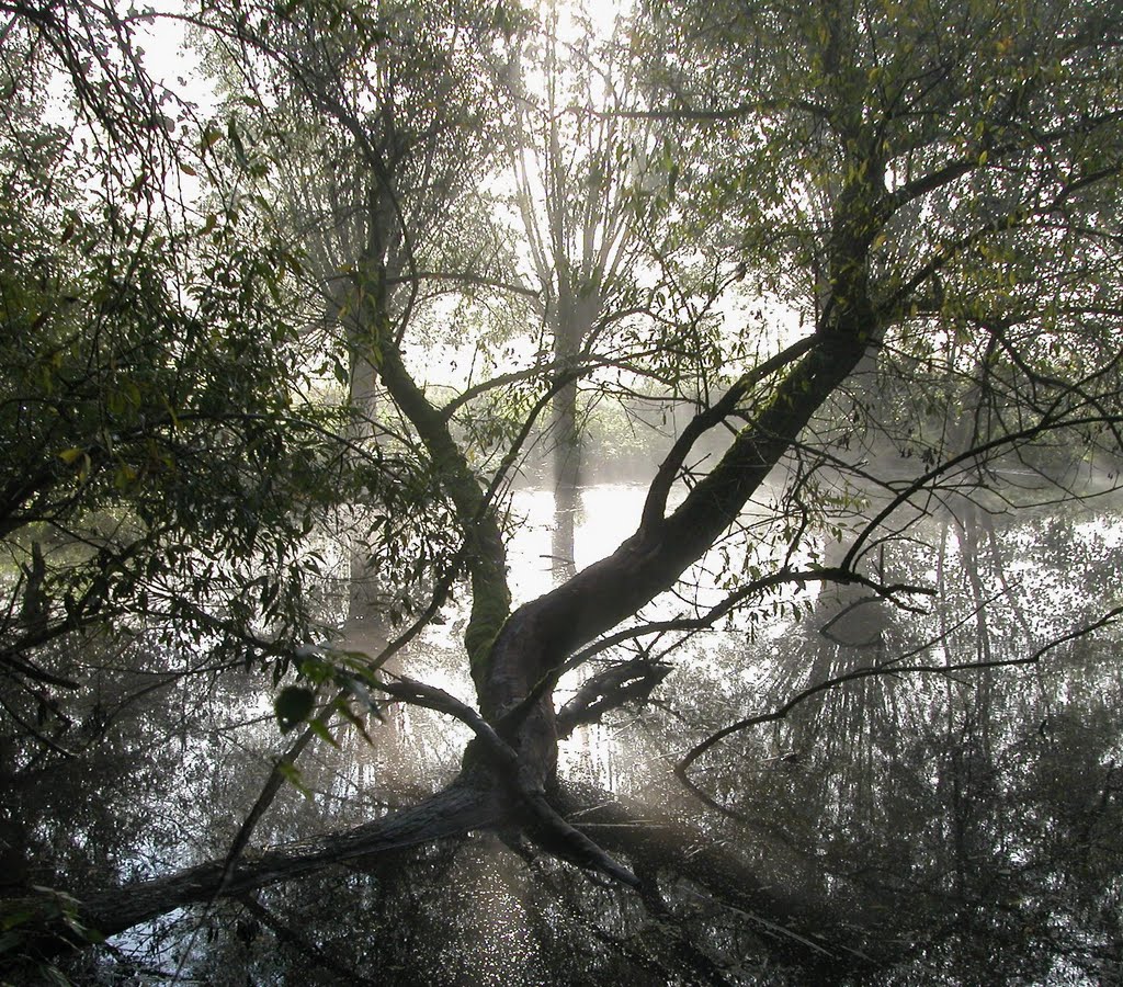 Naturschutzgebiet Kocks Loch an der Ruhr by Ruesterstaude