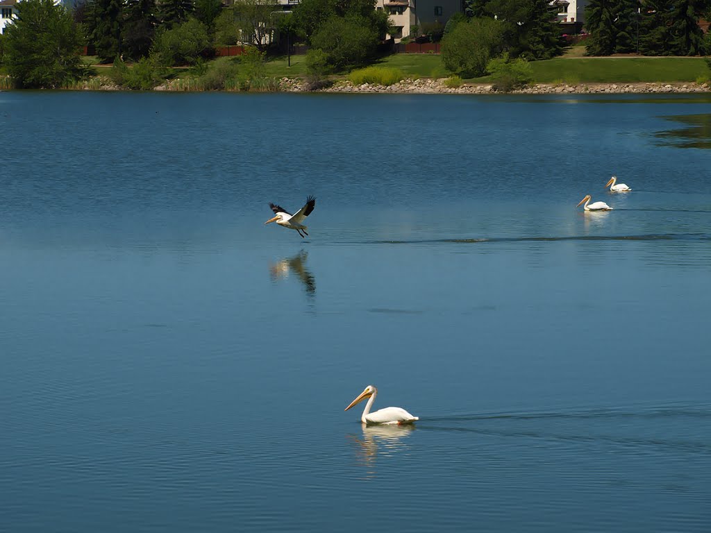 American White Pelicans by Nikbrovnik