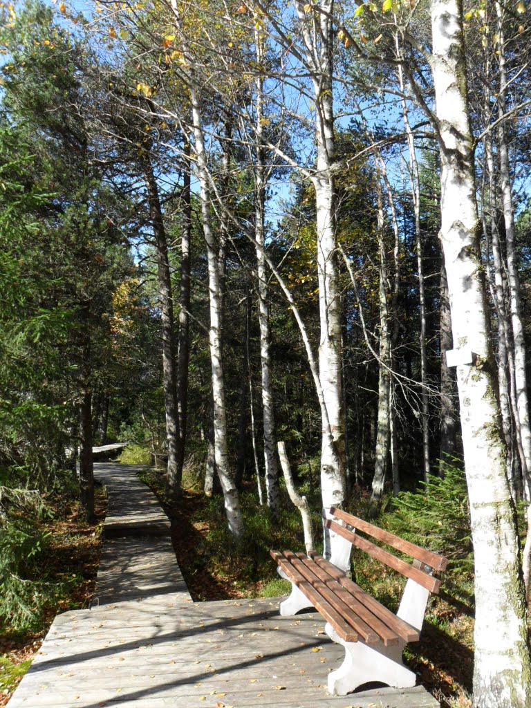 Schonau - Naturschutzgebiet - Blindensee - 985 Meter - by Sehnwirmal