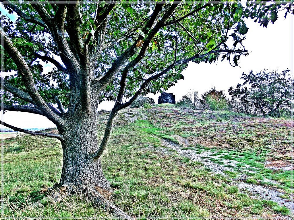 Alte Eiche am Gegenstein by bergkristall Harz