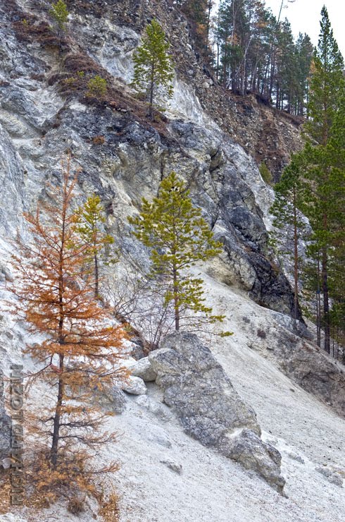 Ущелье реки Кынгарга. Аршан. Бурятия / Kyngarga River Gorge Arshan. Buryatia by Richard Lozin