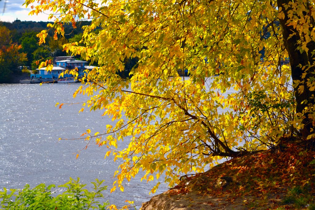 Yellow, almost golden colors of autumn. Hidropark. Kyiv by Embas Bras (VLAD)