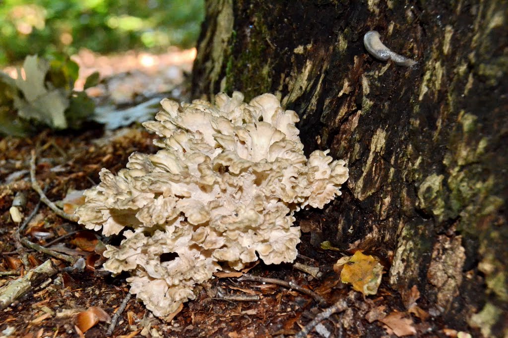 A rather lightcoloured Grifola frondosa (GB= Hen of the Woods, D= Klapperschwamm, F= Polypore en touffes, NL= Eikhaas), white spores and causes whiterot, at Angerenstein Arnhem. Mostly they are dark! by Henk Monster