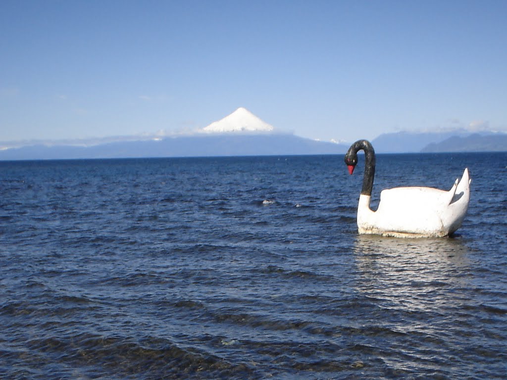 Cisne gigante en Lago Llanquihue by Oscar Rodríguez Lópe…