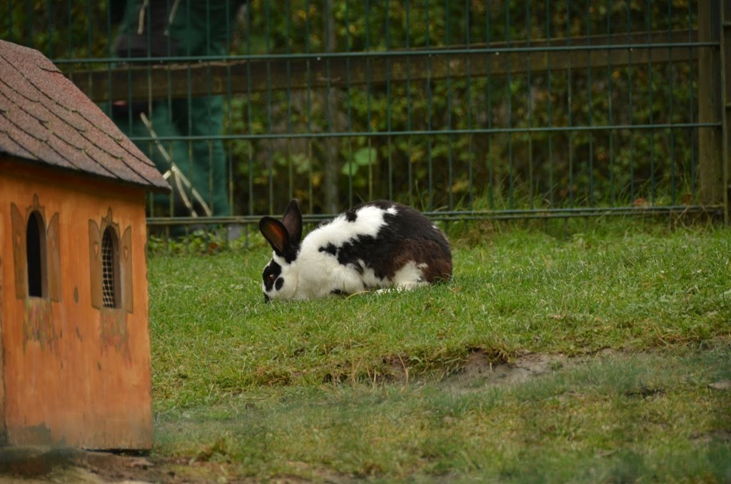 Neunkirchen Zoo 12.10.2011 Allemagne by Meisch Roger