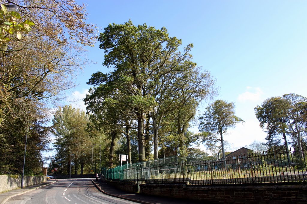 Trees at Browning Drive by LimaTango