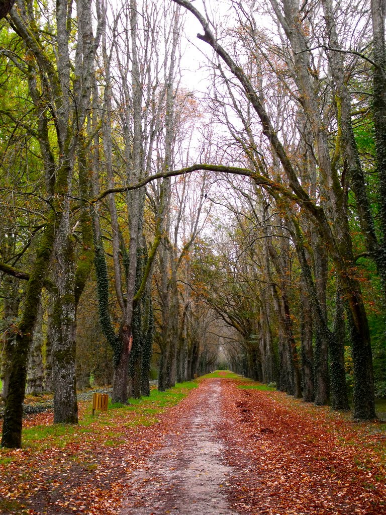 It's autumn time by Dani Horowitz