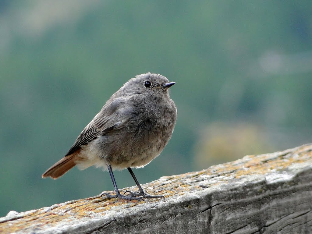 A LITLE BIRD IN SAAS FEE by Isabel Marques