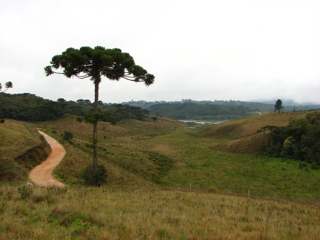 Araucária - Piraquara - PR by Cezar Mario Rech